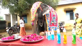 Elephant welcomes kids back to school in India after 19 months COVID break
