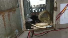 Rescuers find deadly cobra INSIDE electricity meter box and revive it with water