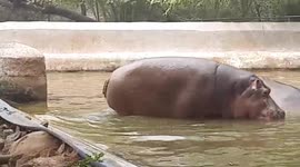 Hippo filmed flinging POO at zoo-goers in northern India