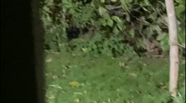 Heartwarming moment a badger, deer and fox cross paths whilst exploring a back garden