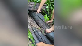 Five newborn puppies rescued after getting stuck in muddy pit