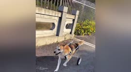 Chinese man adopts disabled stray dog and builds it custom wheelchair