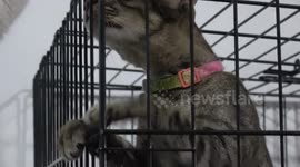 Caring woman lives with 200 adopted stray cats in Thailand