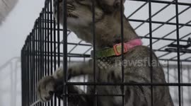 Caring woman lives with 200 adopted stray cats in Thailand (With English subtitles)