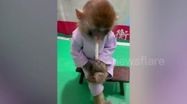 Chinese zoo sparks outrage after making baby monkey smoke cigarette