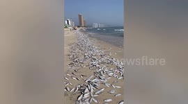 Thousands of dead fish mysteriously wash up along shore in southern China