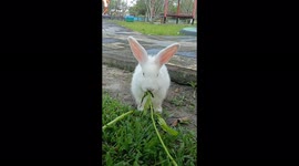 The voraciousness of a white rabbit eating water erspinach (cute white bunny)