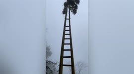 Two pieces of bamboo connected by wooden sticks resemble 'ladder to heaven' in eastern China