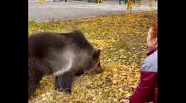 Playful bear plays with autumn leaves with its mistress