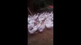 Thousands of ducks moved out of the cage to the river quickly and in orderly