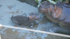 Baby hippo delights crowds in San Diego Zoo