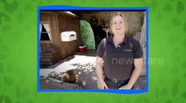This Celebrity Beaver is One Busy Beaver Indeed