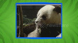 The Story of San Diego Zoo's Famous Giant Panda Xiao Liwu, a.k.a.