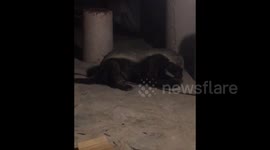 Honey Badger steals food at night, Namibia