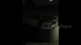 Honey Badger steals food at night, Namibia