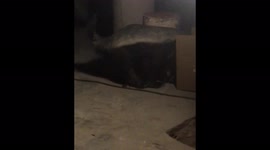 Sneaky honey badger and toucan steal food from Namibia resort