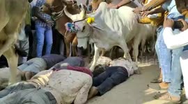 Moo-ving through: Cows in India trample dozens in bizarre Diwali ritual