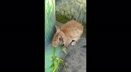 A Brown Angora Rabbit Hungry Eating Water Spinach (Cute Chocolate Rabbit)