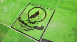 Indian farmer creates stunning huge pictures in his rice paddies