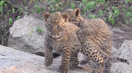 Wildlife photographer captures elusive leopard cubs playing in Tanzanian national park