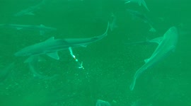 Shark frenzy filmed off the Isle of Man