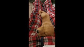 Puppy wakes up with the smell of a cookie