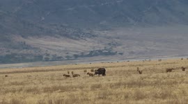 Safari-goer captures buffalo escaping from hyenas and LIONS