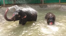 Temple elephants splash like happy little kids in brand new bathtub