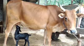 Cute lamb feeds from cow when mama goat goes for grazing