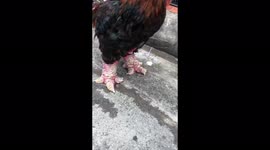 Dozens of rare chickens with strange, gawky and giant legs
