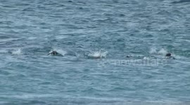 penguins coming home