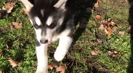 Alaskan Malamute puppies go crazy playing in autumn leaves