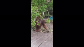 KING Of ORANGUTANS Having fun eating bananas at the pier (Orangutan Kalimantan)