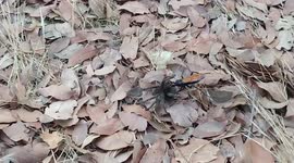 Californian films giant wasp dragging slain TARANTULA to its nest