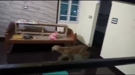 Dramatic moment wild leopard trapped in home lunges at rangers