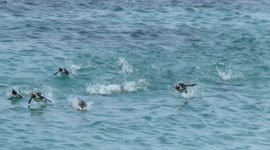 Porpoising penguins return home to their Cape Town beach