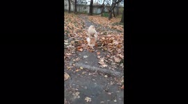 Pomeranian stands funny on its hind legs, Mogilev, Belarus
