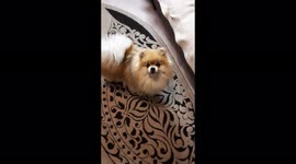 Pomeranian dancing, Mogilev, Belarus