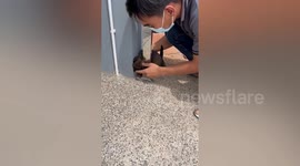 Puppy rescued after head gets stuck in gate