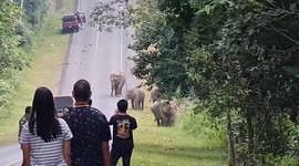 Tourists meet herd of elephant on the road in Thailand