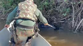 Anaconda stuck in branches after swallowing wild animal gets rescued by police