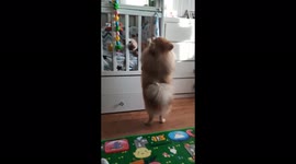 Pomeranian steals a toy from a crib, Mogilev, Belarus