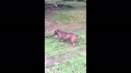 The Fight Between A Dog And A Venomous Snake In The Plantation Area