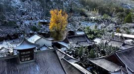 Drone footage showcases 1,400-year-old ginkgo tree in Chinese temple
