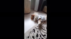 Cute dog in a jacket, Mogilev, Belarus