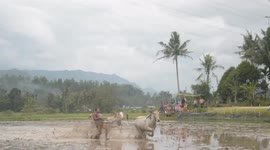 Cow-abunga! Muddy cow races in Indonesia are sight to see