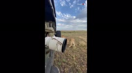 Insane moment young lion interrupts a safari to feast on spare tire