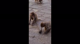 Monkey plays with a huge frog