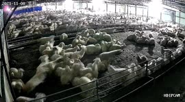 Flock of sheep flee as shed collapses under weight of snow in China