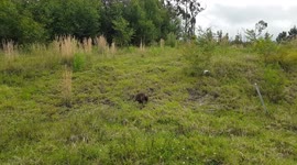 An echidna digs for ants on a vacant block on the NSW South Coast